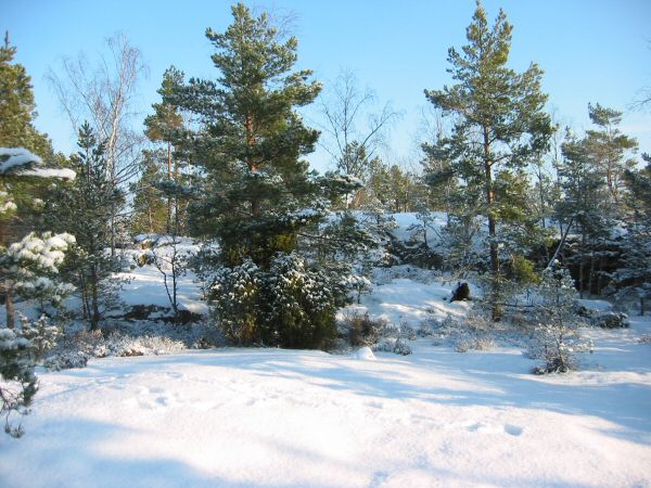 St Tornberget, Highest point in Stockholm County, January 2005.