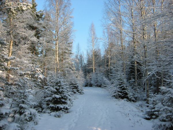 Dirt road heading towards the trail