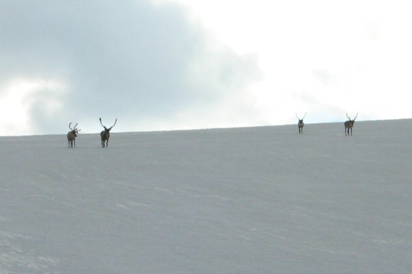 Kebnekaise, July 7, 2005