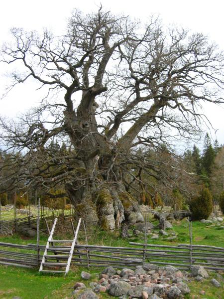 The Oak at Rumskulla or The Kvill Oak which is a newer name.