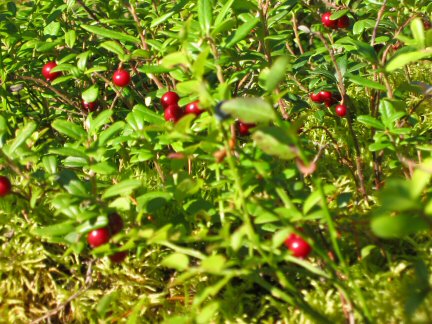 Lingonberries